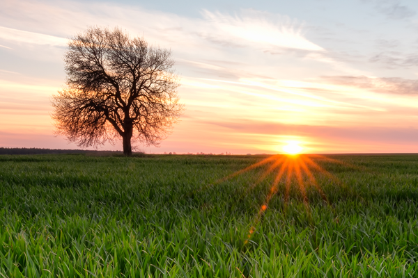 Direito das Sucessões